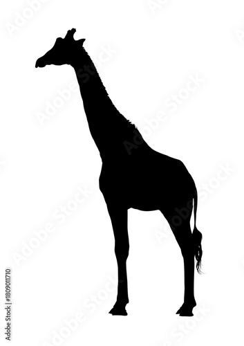 Giraffe silhouette - vector illustration
