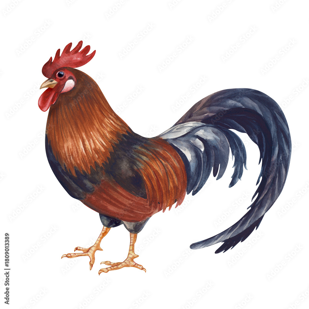 Fototapeta premium A standing multicoloured rooster. Isolated watercolor illustration. Poultry yard bird clip art in natural colors. Realistic cock for eco-friendly product design and farming themes.