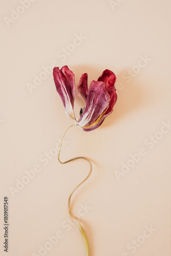 Closeup of elegant tulip bloom with curved stem on cream colored surface