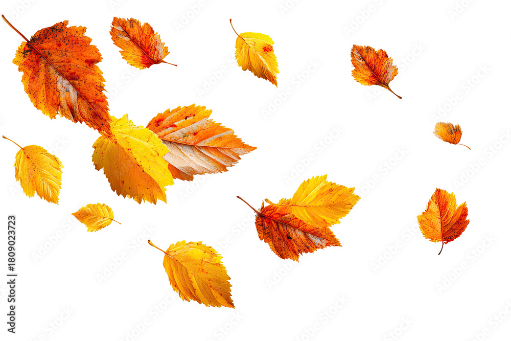 Fototapeta premium Floating autumn leaves in vibrant shades perfect for seasonal designs on transparent background