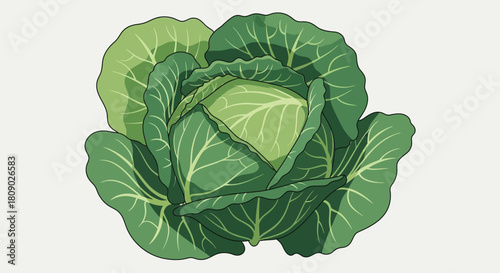 Fresh Green Cabbage - Hand-Drawn Vegetable Illustration