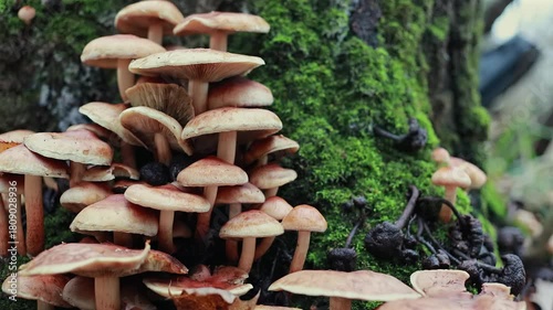 A Slider Shot Moves From Right To Left, Revealing A Dense Colony Of Wild Mushrooms Growing On A Tree Trunk Covered In Lush Green Moss.