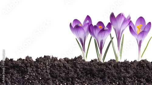 Freshly bloomed vibrant purple crocuses emerge from rich, dark soil, signaling the joyful arrival of spring and new beginnings, beautifully contrasted against a pure white background, embodying hope a