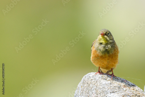 Ortolan bunting male rock singing