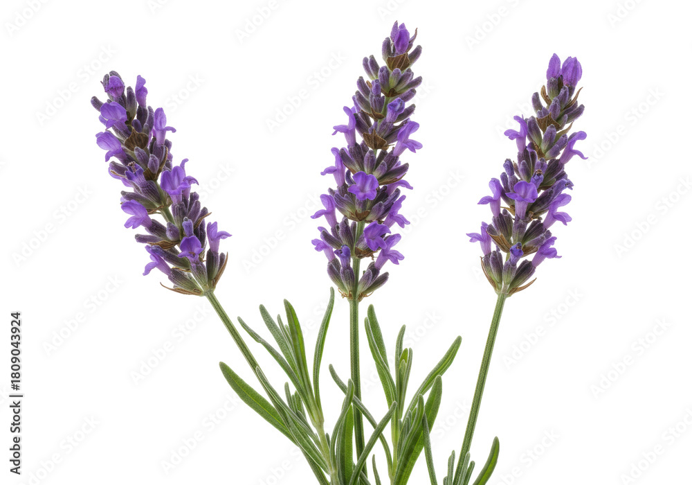 Naklejka premium Isolated flowering lavender stalks present a close-up view of their purple inflorescences indoors