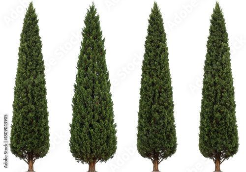 Isolated Italian cypress trees with evergreen foliage, cone-shaped Italian cypress for design
