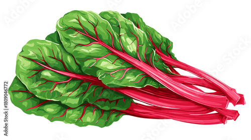 Vector illustration of fresh red chard isolated on a white background