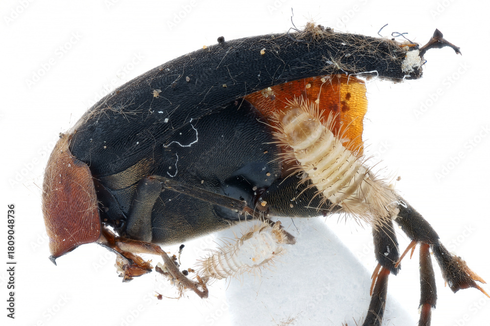 Obraz premium Insect from the museum collection destroyed by the larva of skin beetles, Dermestidae.