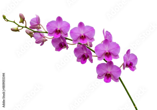 Isolated orchid branch featuring vibrant flowers and delicate petals, a botanical specimen