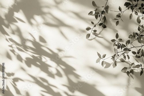 植物　影　背景