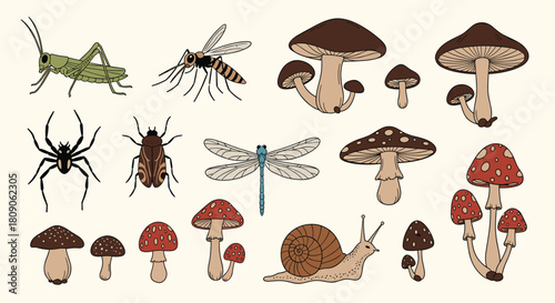 Collection of hand-drawn forest insects and mushrooms including grasshopper spider dragonfly and various types of fungi.