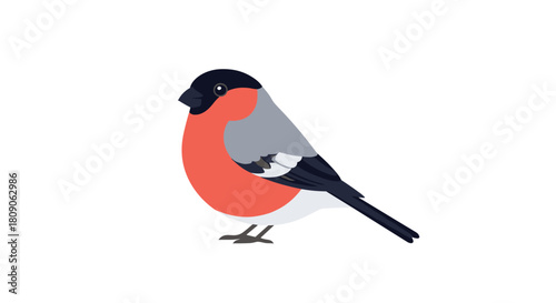 Simple and clean illustration of a beautiful bullfinch bird with red and gray plumage isolated on a white background.
