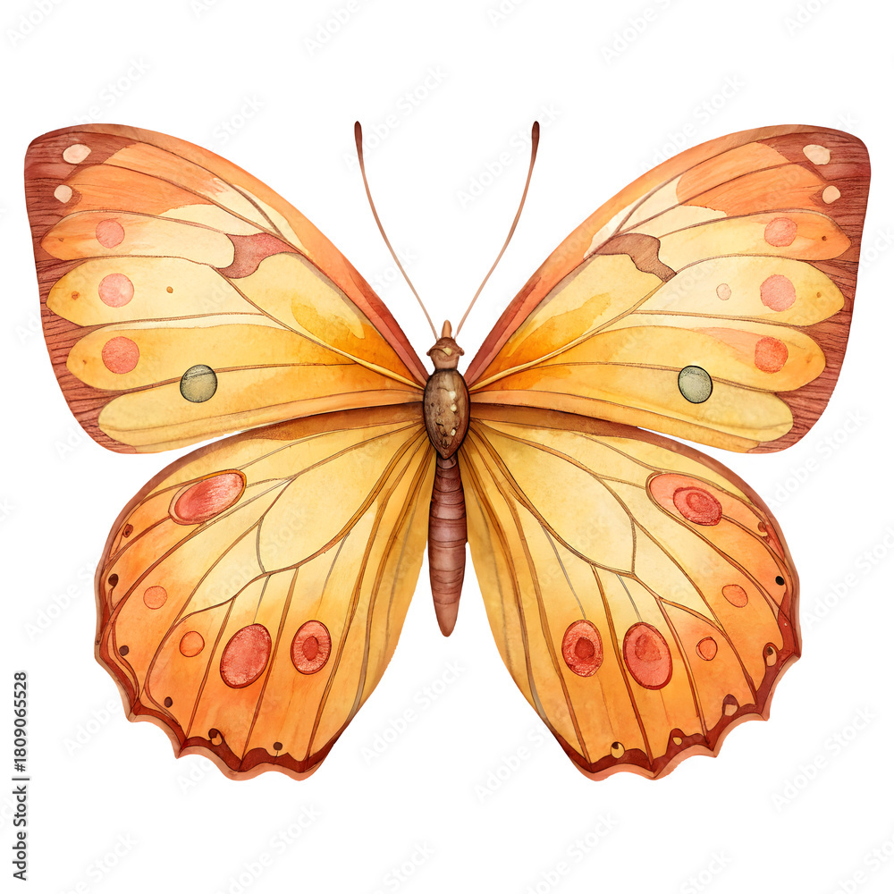 Fototapeta premium Beautiful orange butterfly with detailed wings on black background