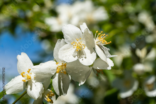 Jasmine flowers Philadelphus lewisii on bush with black background in garden. close-up. Selective focus. Amazingly natural composition. Natural flower landscape, fresh wallpaper