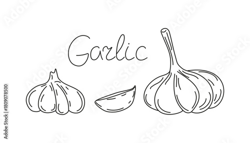 Garlic cloves, spice and seasoning for food. Hand drawn illustration, whole and sliced ​​vegetable. Doodle with hand-lettering . Sketch, natural organic food. Flavor of culinary ingredient.