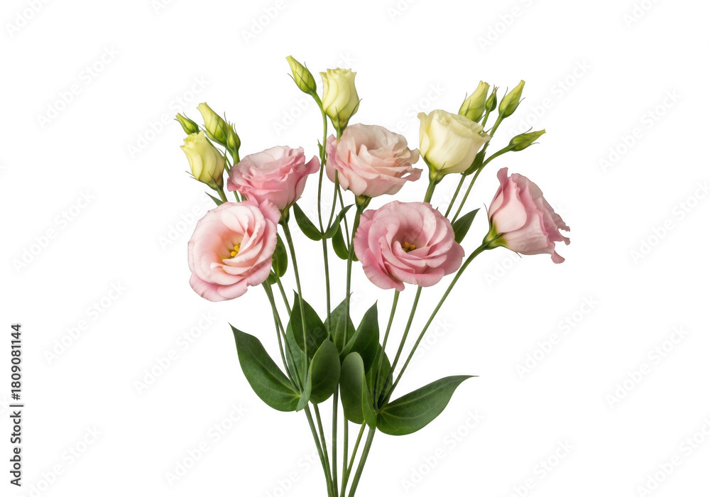 Fototapeta premium Delicate pink and cream eustoma lisianthus flowers isolated transparent background