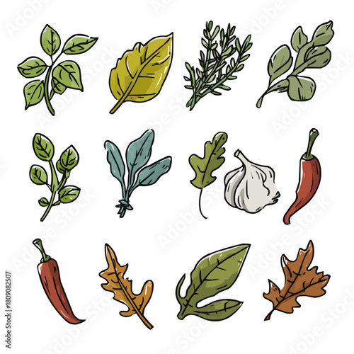  A clipart set of herbs and spices including basil, rosemary, thyme, dill, mint, chili pepper, bay leaf and garlic for food packaging and culinary designs
