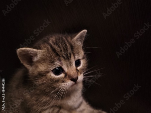 A man sprays his garden to control pests and weeds. A worker sprays pesticide and herbicide on green potato leaves outside. Pest and weed control concept