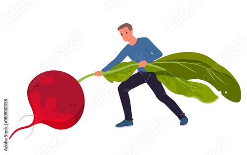 Young man harvesting oversized beetroot on white background, isolated concept, healthy food vector illustration