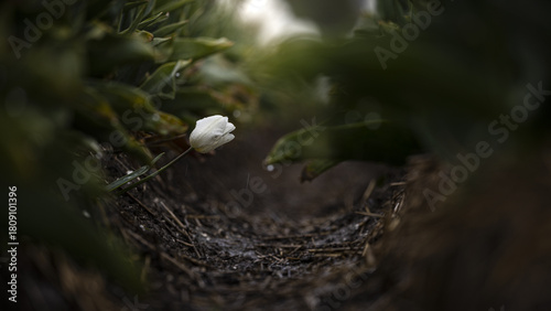 View of a solitary white tulip, bowed slightly, its delicate petals softly illuminated, a serene focal point amid the blurred greens, Schagen, North Holland, Netherlands.