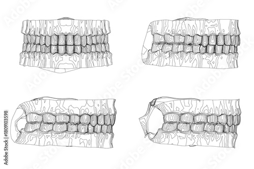 Human teeth contour with four distinct types in symmetrical arrangement. Each tooth displays unique shape, size, and intricate texture patterns.