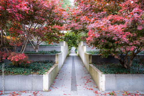 Autumn garden pathway flanked by vivid vegetation and concrete lines aligned with geometric landscape design in an urban park that includes no people