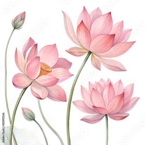 Delicate pink lotus flowers bloom against a dark background