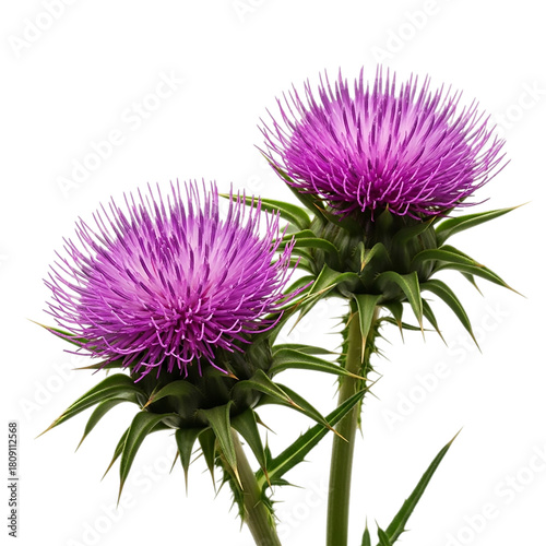 Two milk thistle flowers isolated on transparent background, a spiky plant with purple blooms