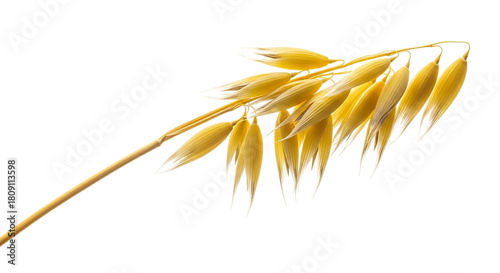 Golden oat stalk isolated on transparent background, a nutritious and versatile grain