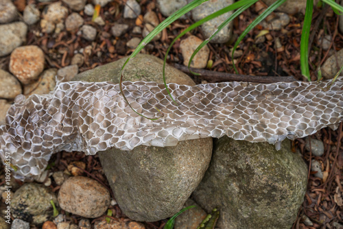 Close up of a shed snake skin (molt) lying on river stones in nature. Reptile scales texture and shedding cycle concept.