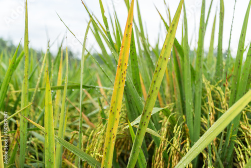 Close up of rice paddy leaves infested with many small insect pests (brown planthoppers). Crop damage and agriculture disease concept.