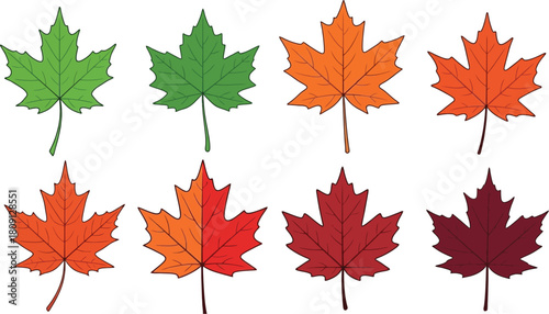 Eight maple leaves displayed in a grid, transitioning through shades of green, orange, and red, representing the changing colors of autumn.