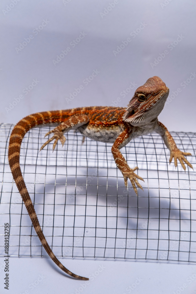 Fototapeta premium Vivid orange bearded lizard on curved wire mesh in studio lighting, showcasing detailed scales, reptile anatomy, and exotic wildlife features for nature and pet concepts.