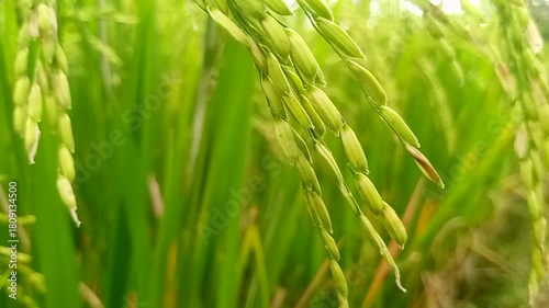 Close-up of ripe rice grains (padi) on a stalk, showcasing their golden-yellow color and textured surface.