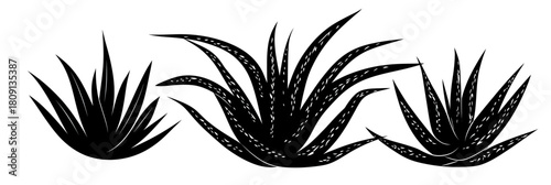 Black silhouette of three agave plants with sharp pointed leaves isolated on white background vector illustration for natural botanical design and cosmetic concept