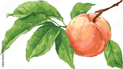 Juicy Peach with Green Leaves and Single Leaf Vector Illustration with Outline