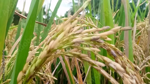 Close-up of ripe rice grains (padi) on a stalk, showcasing their golden-yellow color and textured surface.