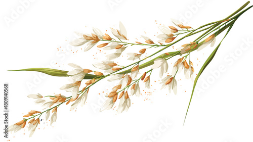 Wild Rice Plant on White Background - Botanical Theme for Graphic Design Projects