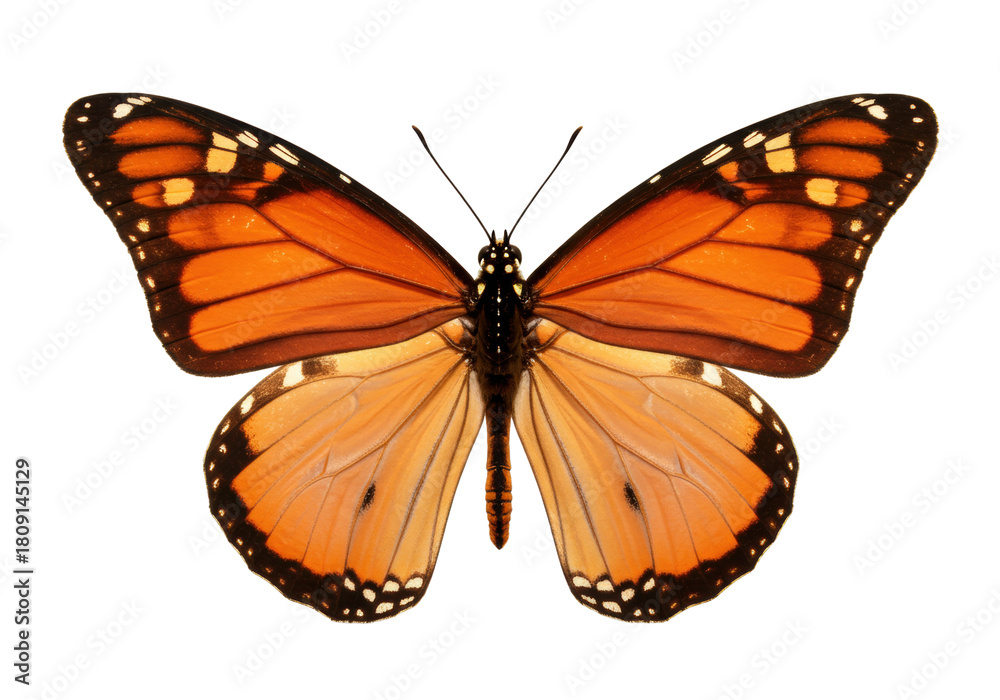 Naklejka premium Isolated Butterfly with open wings, side-by-side symmetrical monarch type, orange and brown wings