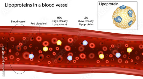 Lipoprotein Transport Inside a Blood Vessel – HDL and LDL Medical Illustration. Cholesterol Lipoproteins Circulating in the Bloodstream  Scientific Diagram