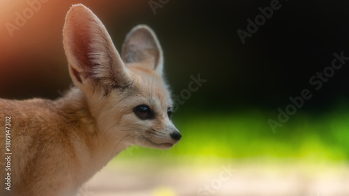 Cute fennec fox close up portrait photo