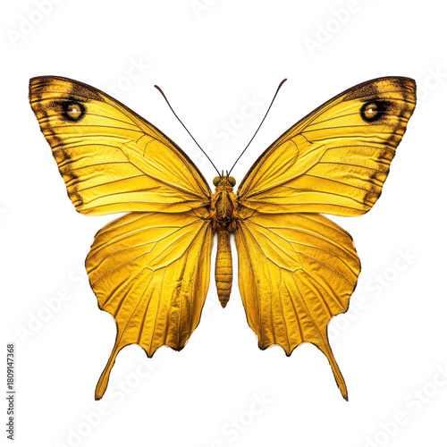Detailed illustration of a vibrant yellow butterfly with intricate wing patterns isolated on transparent background