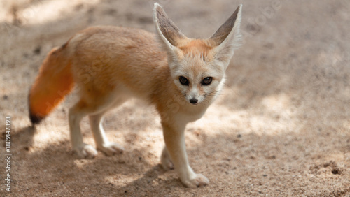 Foto Small cute fennec fox on the sand