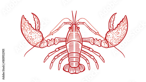 Detailed Crayfish Line Icon Vector Illustration for Designs