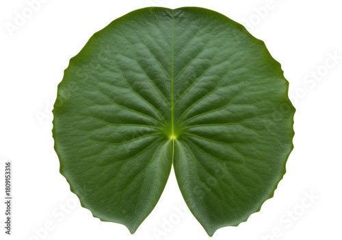 Isolated lily pad with radial venation showing prominent veins and distinct leaf margins