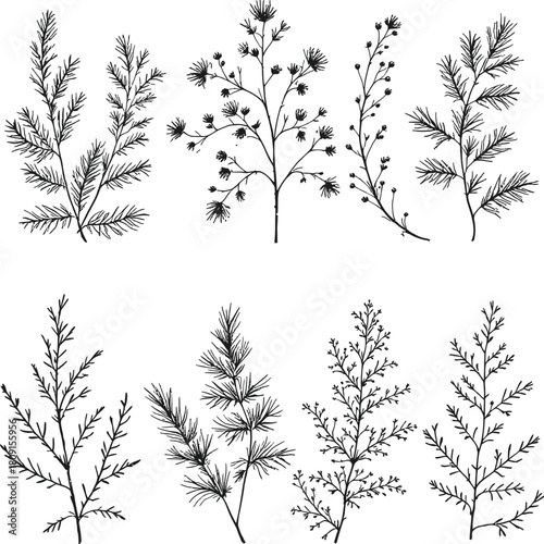 Hand Drawn Winter Greenery Botanical Vector Sketch Set Pine Juniper Cypress Branches Leaf Line Art