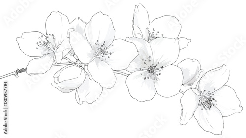 Elegant Jasmine Flowers Vector Design with White Outline on Isolated Background