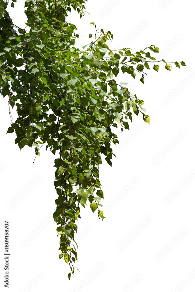 Fototapeta premium Photo of a birch branch on a white background