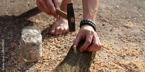 Homegrown edible mushrooms on wooden logs -  inoculating process with plug spawns.