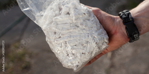 Homegrown edible mushrooms on wooden logs -  inoculating process with plug spawns.